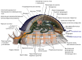 Russian: File:Archimollusc-ru.svg