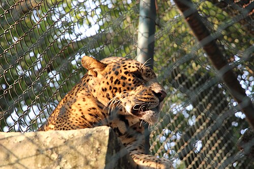 Indian Leopard