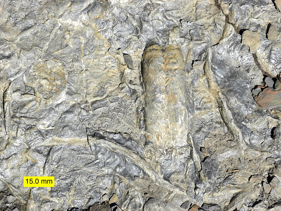 File:CambrianRusophycus.jpg