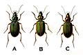 Thumbnail for version as of 15:30, 16 February 2011