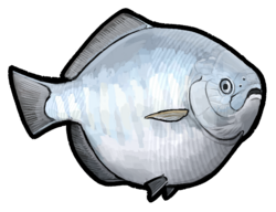 Dapedium pholidotum