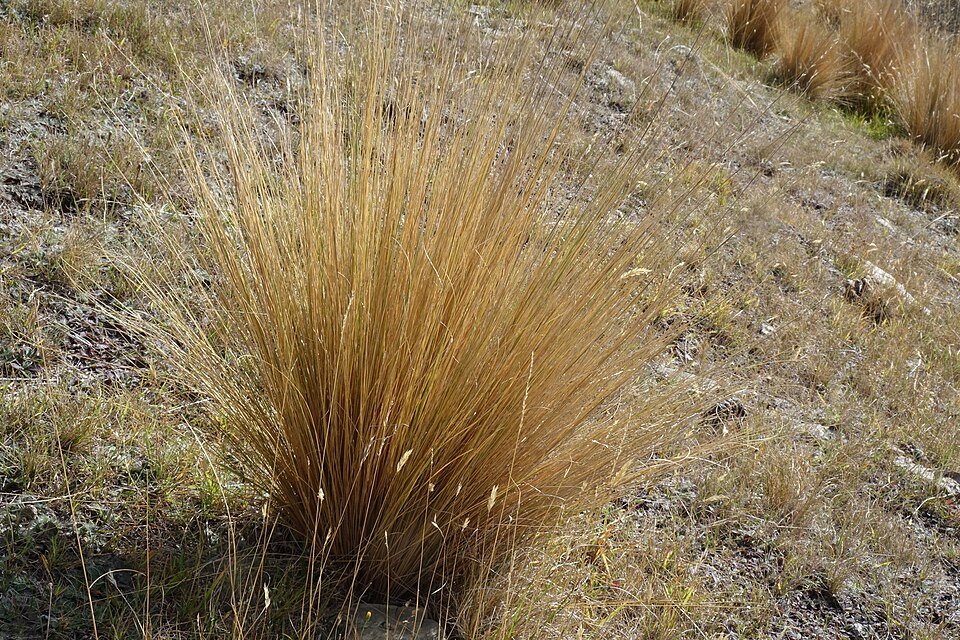 File:Festuca novae-zelandiae 3369299.jpg