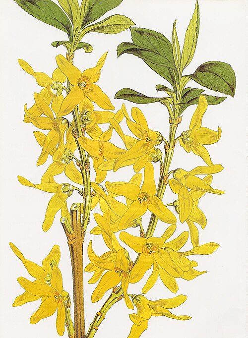 File:Forsythia viridissima RHS.jpeg