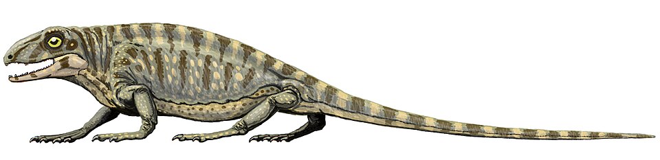 File:Haptodus garnettensis.jpg