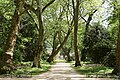 London plane avenue in the park