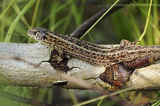 Sand lizard