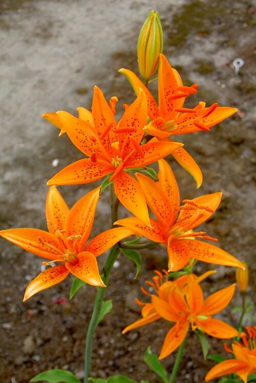 File:Lilium tsingtauense.jpg