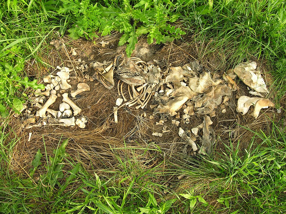 File:Partially skeletonized pig (Sus scrofa).jpg