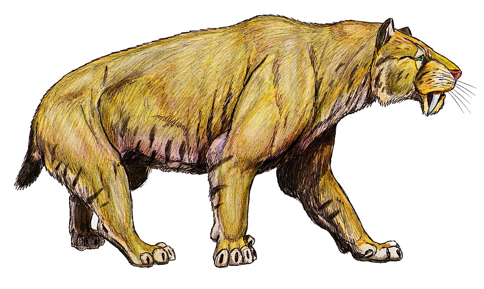 File:Smilodon pop2 15.jpg