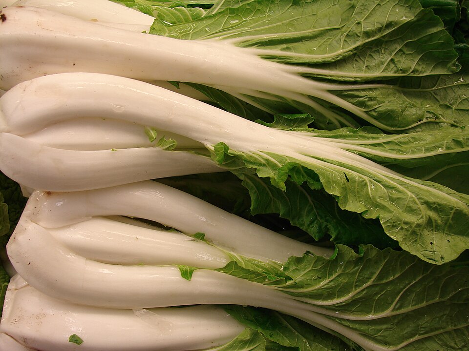 File:Starr-070730-7871-Brassica rapa-Chinese cabbage-Foodland Pukalani-Maui (24797118771).jpg