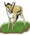 Synthetoceras, a protoceratid from North America