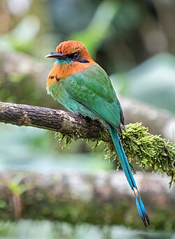 Broad-billed motmot, by Rhododendrites