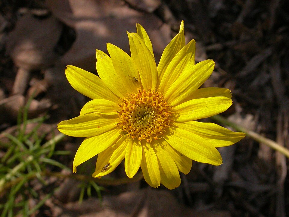 File:Coreopsis maritima head 2003-03-11.jpg
