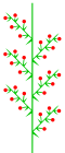 Homeothetic compound raceme