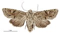 Thumbnail for version as of 01:41, 31 May 2017