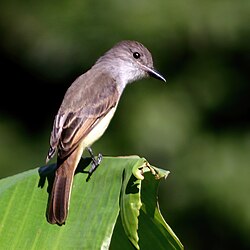 Lesser Antillean Flycatcher Myiarchus oberi Dominica