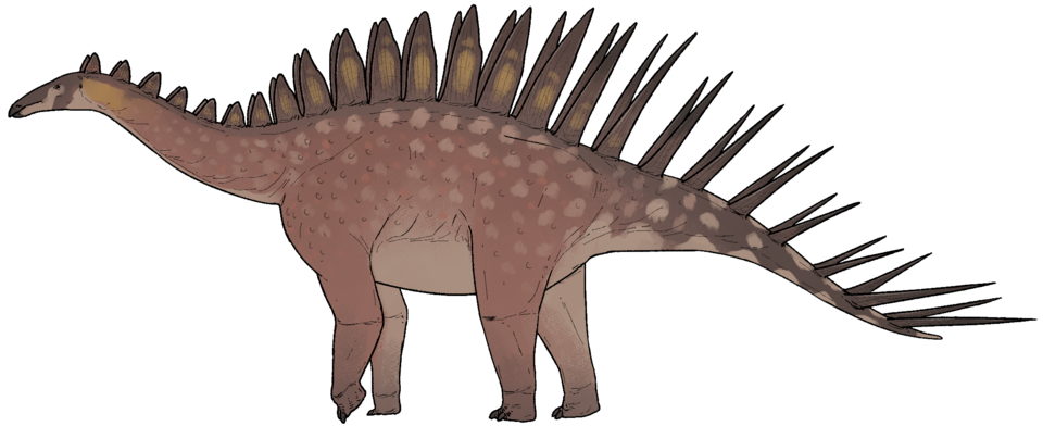 File:Miragaia longicollum.png