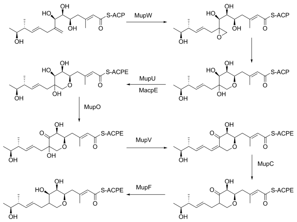 File:Mupirocin pyran2.png