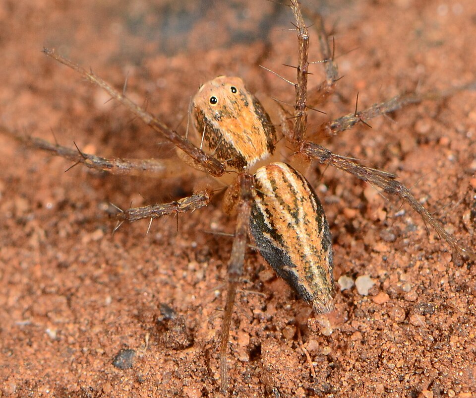 File:Oxyopes affinis 300336103 541139442.jpg