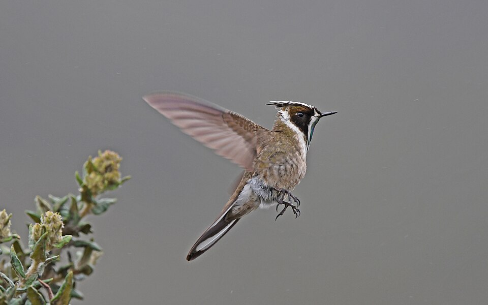 File:Oxypogon guerinii 236915235.jpg