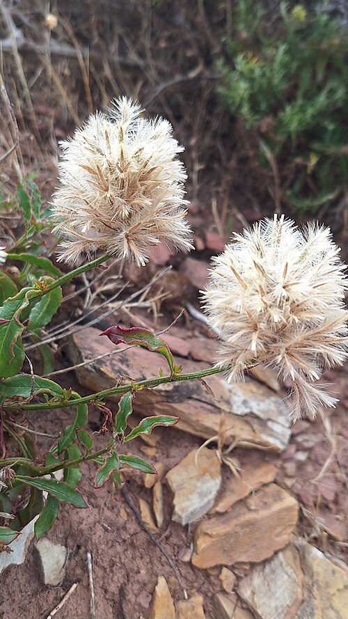 File:Ptilotus angustifolius flowers.jpg