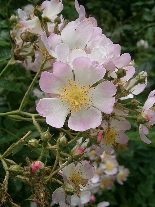 File:Rosa 'Ella Elisabeth' RHu 02.JPG