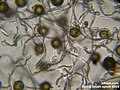 Spores and elaters from a horsetail. (Equisetum, microscopic view)