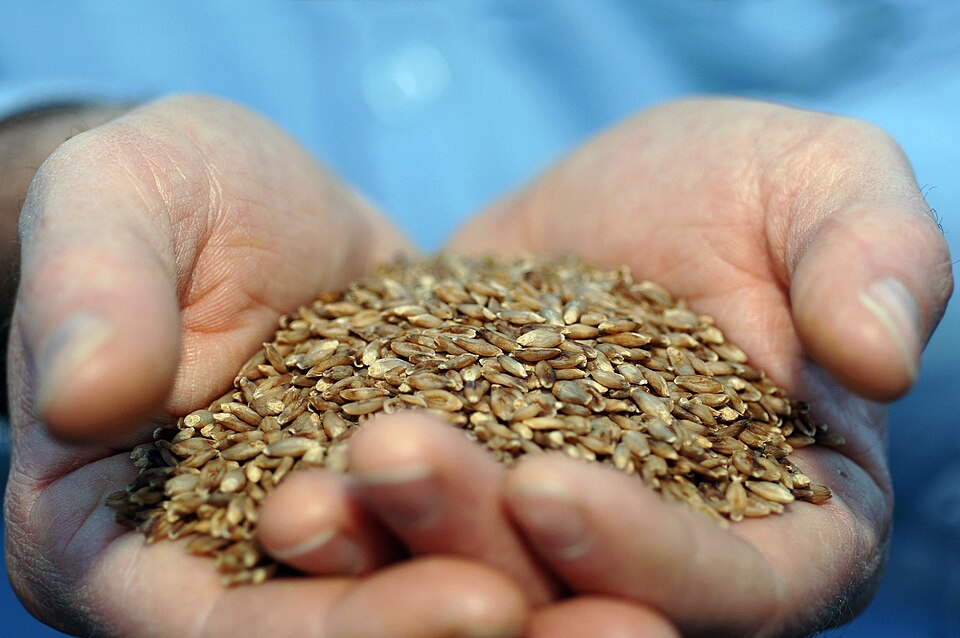 File:CSIRO ScienceImage 10909 BARLEYmax grain.jpg