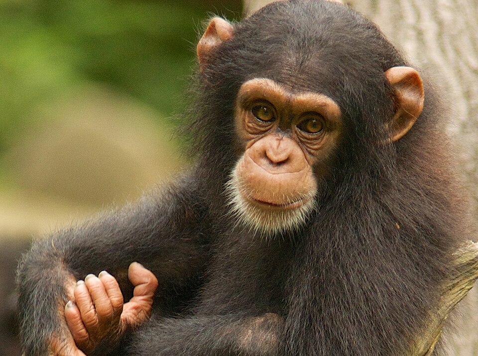 File:Chimpanzee VIII (13945323981).jpg