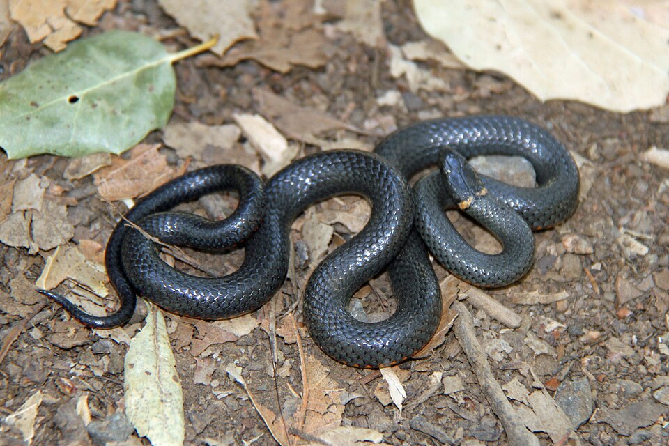 File:Diadophis punctatus 3.jpg