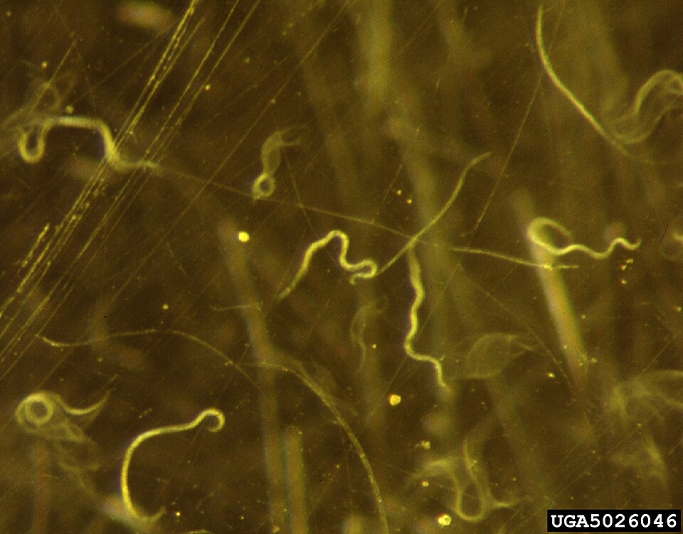 File:Foliar nematode pathogen.jpg