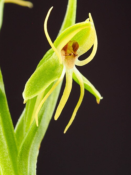 File:Habenaria repens (37069408950).jpg