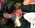 hungry koi