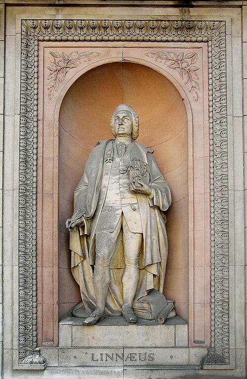File:Linnaeus - RA London.jpg