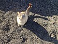 Thumbnail for version as of 21:00, 18 February 2026