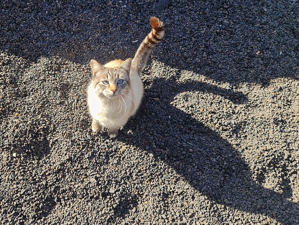 File:Los Canarios, restaurant cat waiting.jpg