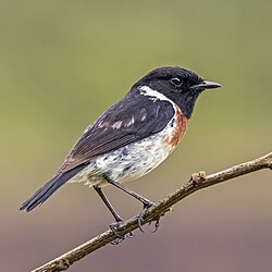 Madagascar stonechat Saxicola sibilla ♂ Madagascar