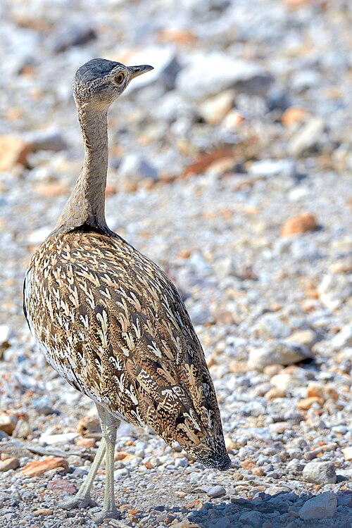 File:Red-Crested Korhaan 2019-07-24.jpg