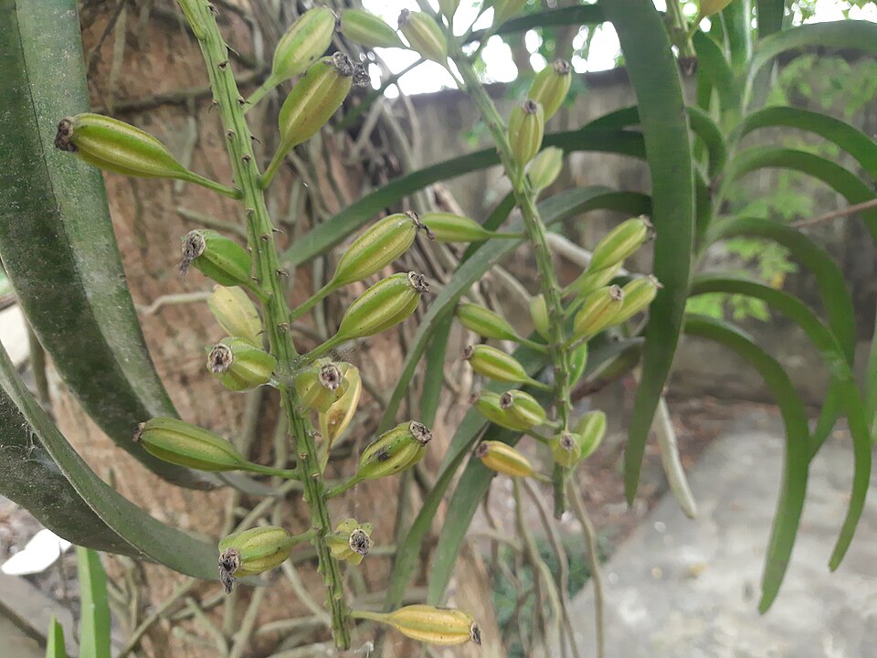File:Rhynchostylis retusa fruits 5.jpg