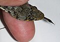 Thumbnail for version as of 11:45, 23 July 2006