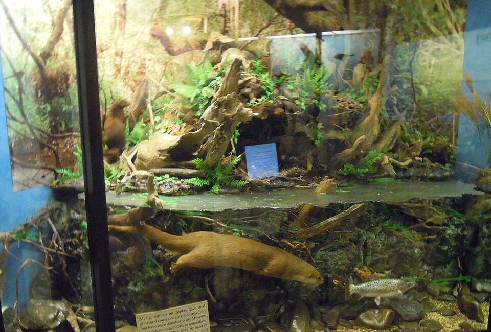 File:Barnstaple Museum Tarka Trail.JPG