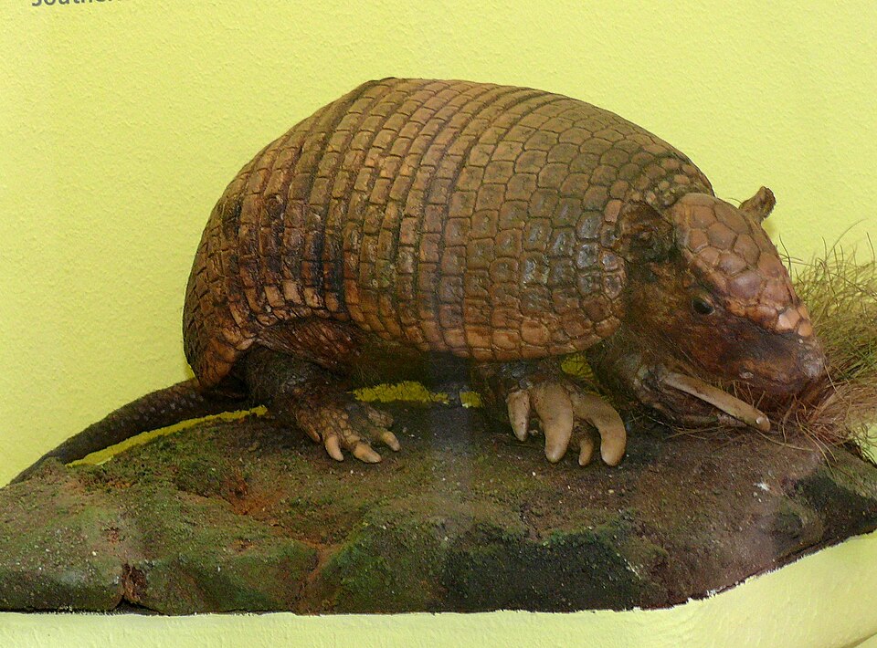 File:Cabassous unicinctus.jpg