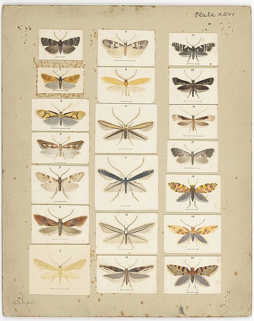 File:MA I437907 TePapa Plate-XLVI-The-butterflies full.jpg