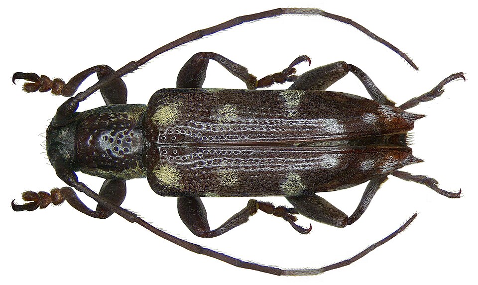 File:Mimoplocia diverseguttata diverseguttata (Heller, 1924) (2938509544).jpg