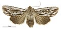 Thumbnail for version as of 02:54, 25 June 2017