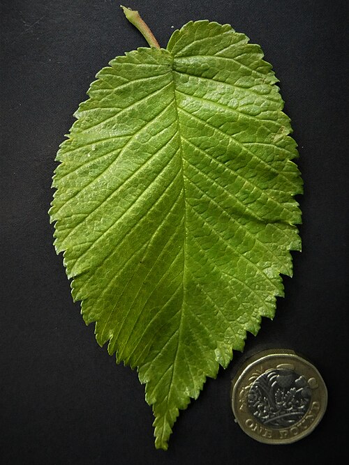File:Ulmus 'Wingham' leaf.jpg