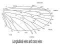 Thumbnail for version as of 04:59, 11 April 2008