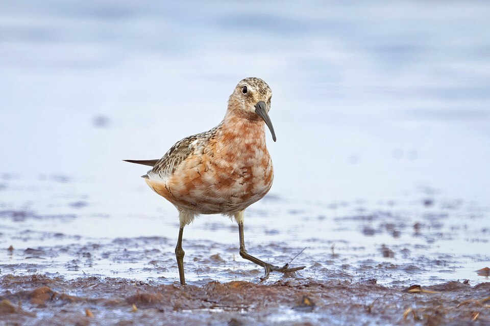 File:Curlew sandpiper (52343549603).jpg