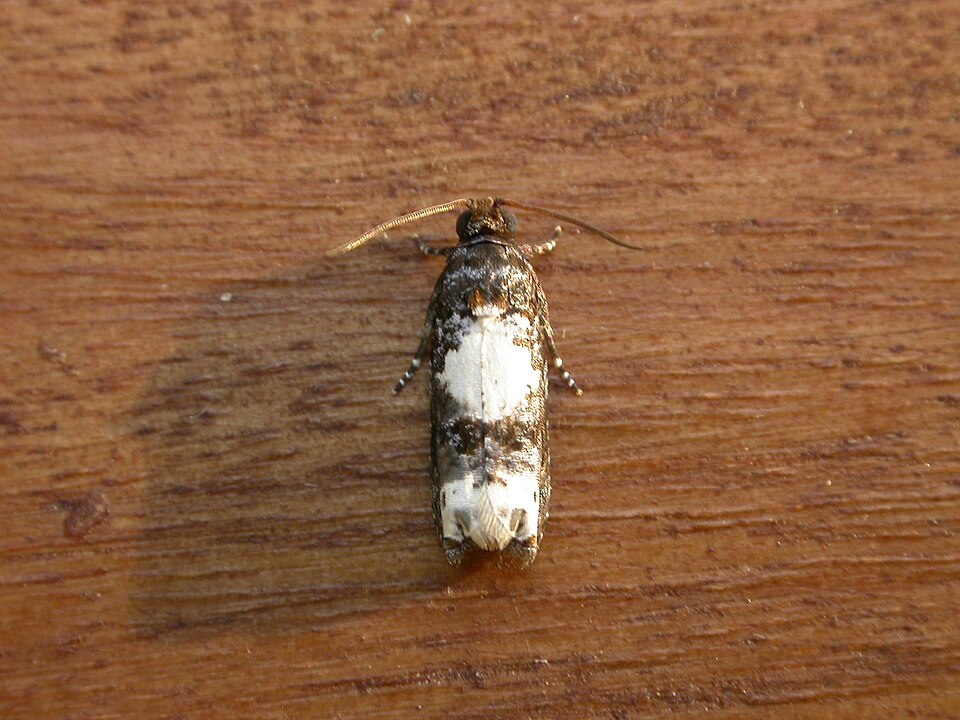 File:Euobraztsovia chionodelta.jpg