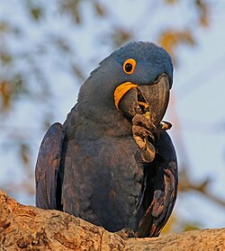 Hyacinth macaw (Anodorhynchus hyacinthinus) head